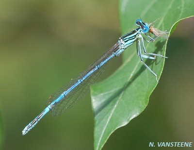 Platycnemis pennipes